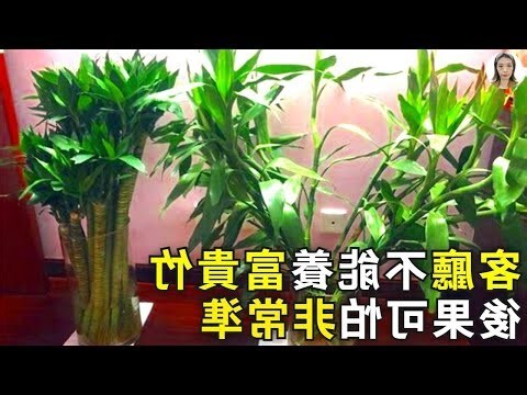 虎尾蘭 客廳
